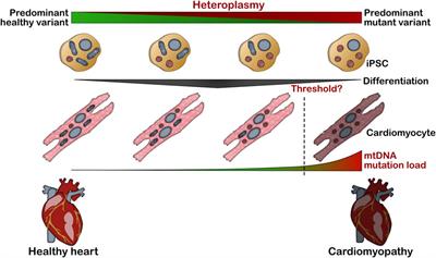 Frontiers Recent Advances In Modeling Mitochondrial Cardiomyopathy